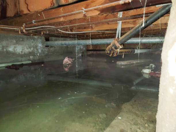 Best Professional water damage repair  in Lakewood Ranch, FL